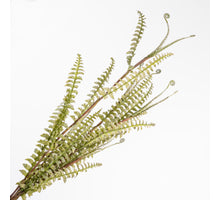 Boston Fern Bundle Green 116cm