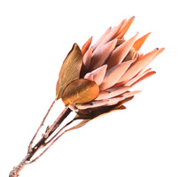 Protea Spray Brown 70cm