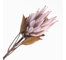 Protea Spray Mauve 70cm