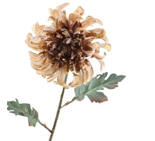 Getrocknete Chrysantheme 68cm Braun