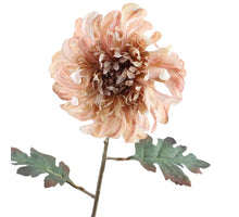 Getrocknete Chrysantheme 68cm Pfirsich