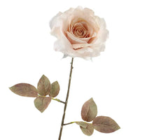 Rosa Dried 67cm Beige