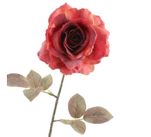 Rosa Dried 67cm Rot