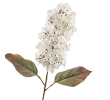Getrocknete Kegelhortensie 66cm Beige