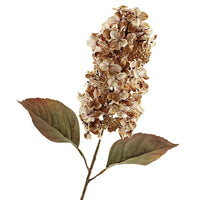 Getrocknete Kegelhortensie 66cm Braun