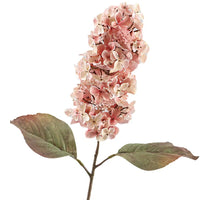 Getrocknete Kegelhortensie 66cm Rosa