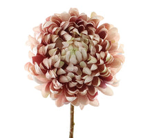 Chrysantheme 65cm Creme/Rosa