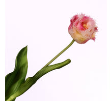 Tulipa Crispa Pink Cream 58cm