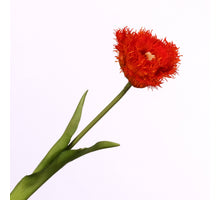 Tulipa Crispa Orange 44cm