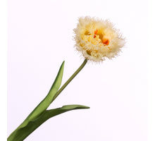 Tulipa Crispa Yellow 44cm