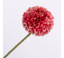 Dahlia Pink 64cm