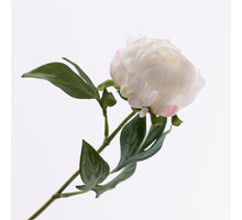Paeonia Creme 57cm