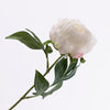 Paeonia Creme 57cm