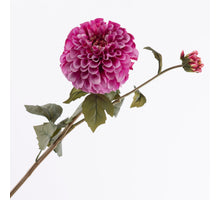 Dahlia Spray x 1 flw 1 bud  Beauty 67cm