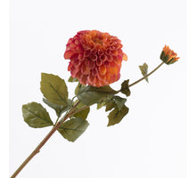 Dahlia Spray x 1 flw 1 bud  Coral 67cm