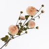 Dahlie Spray x4 Stiele 5 Knospen Rosa Hell 113cm