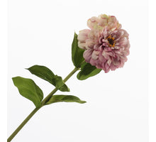 Zinnia Lavender 70cm