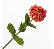 Zinnia Orange 70cm