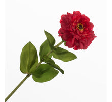 Zinnia Red 70cm