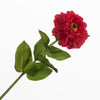 Zinnie Rot 70cm
