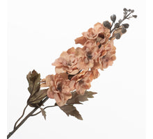 Delphinium Peach 75cm