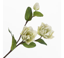 Helleborus Spray Cream/Green 55cm