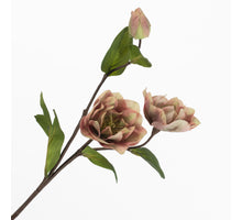 Helleborus Spray Pink 55cm