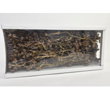 Konischer Gummizweig Natur (50 St.)