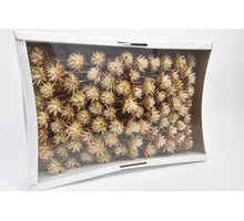 Plumosum Natural Box (100p)