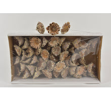 Comp Rosette 10cm mit Box (50 Stück) Weiß-gewaschen