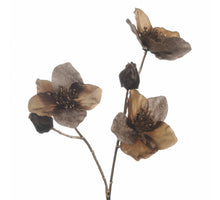 Helleborus x3 L51cm Taupe