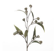 Eukalyptus-Samen-Spray L71cm Grün