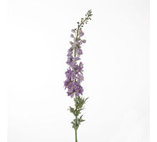 Delphinium L137cm Lavendel