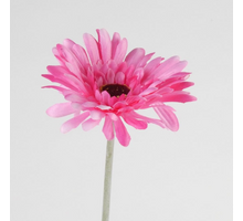 Gerbera L58cm Beauty