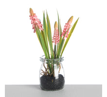 Muscari im Glas-Topf L18cm Rosa