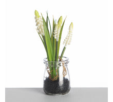 Muscari im Glas-Topf L18cm Weiß