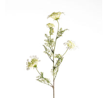 Daucus Carota L96cm Weiß