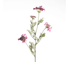 Daucus Carota L96cm D.Pink