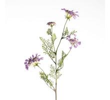 Daucus Carota L96cm Lavendel