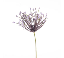 Allium Schubertii L120cm Lavendel