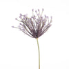 Allium Schubertii L120cm Lavendel
