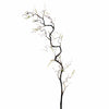 Corylus Contorta L120cm Natur