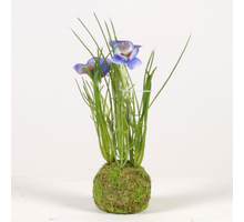 Viola auf Moosball H24cm blau