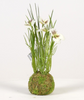 Viola on mossball H24cm white