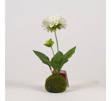 Dahlie x2 auf Moosball H27cm Weiß