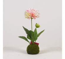 Dahlie x2 auf Moosball H27cm Weiß/Rosa
