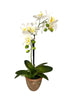 Orchid 2 branches + Fern in ceramic pot H61cm white