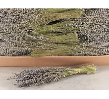 Lavendelbusch ca. 45cm, 100 Gramm