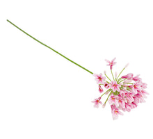 Agapanthus fuchsia 73cm