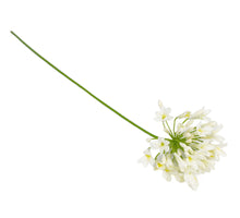 Agapanthus cream 73cm